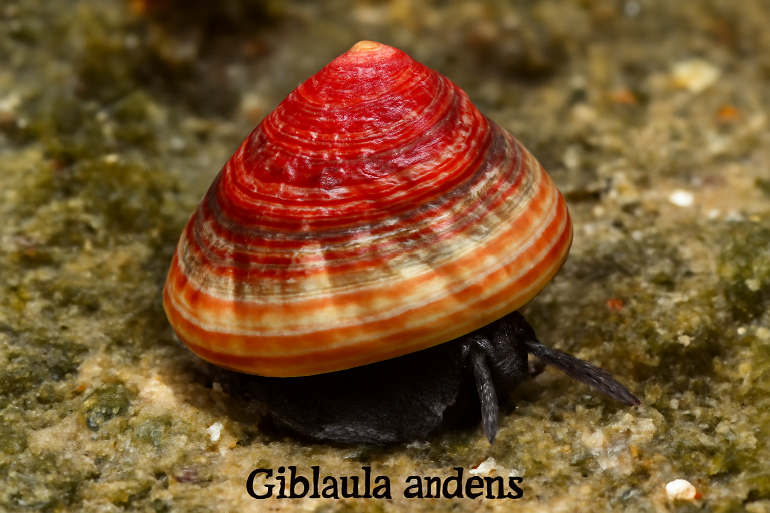 Gibbula ardens