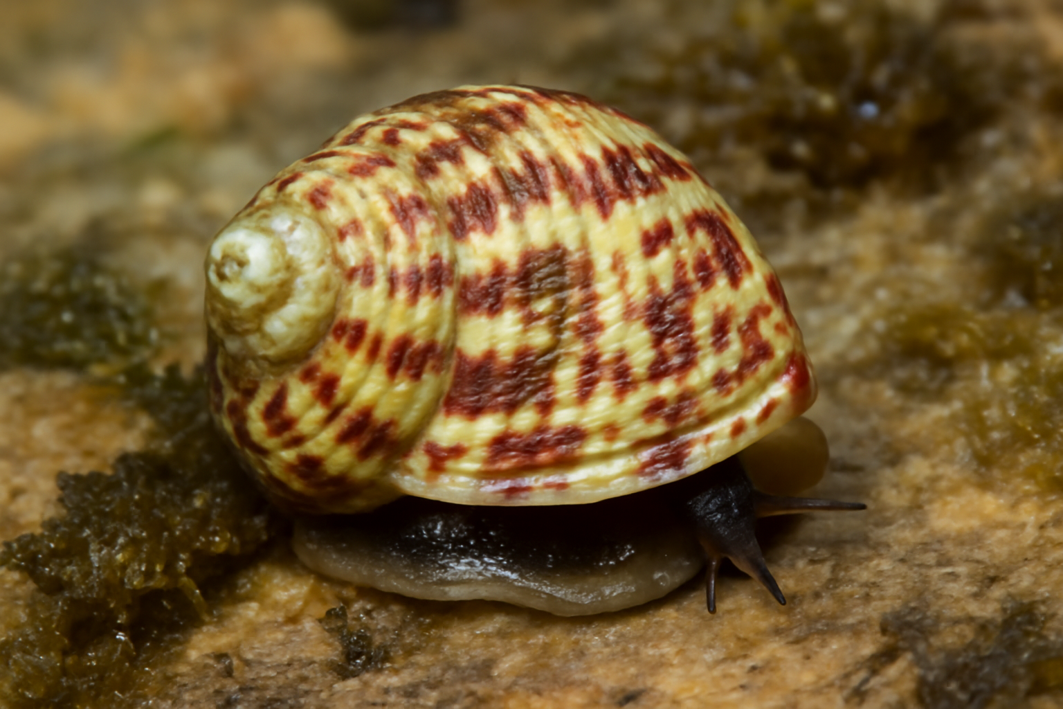Gibbula umbilicalis