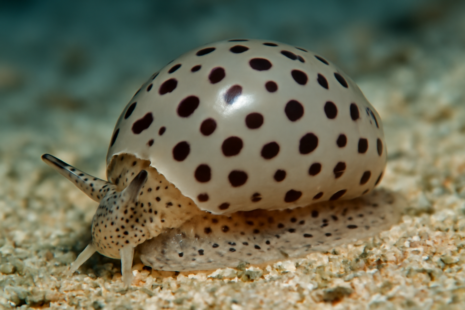 Spotted Bubble Snail