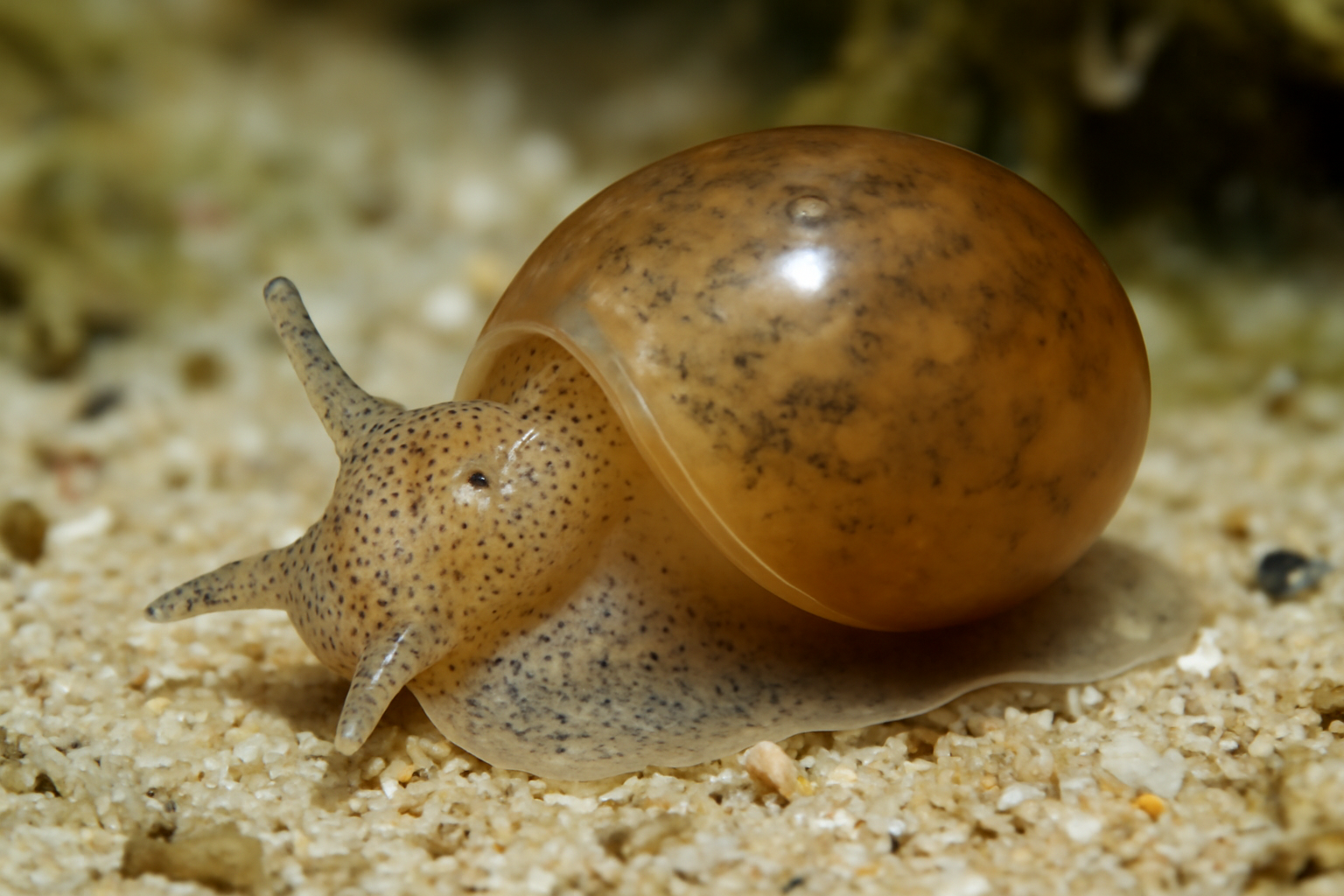 Haminoea Bubble Snail