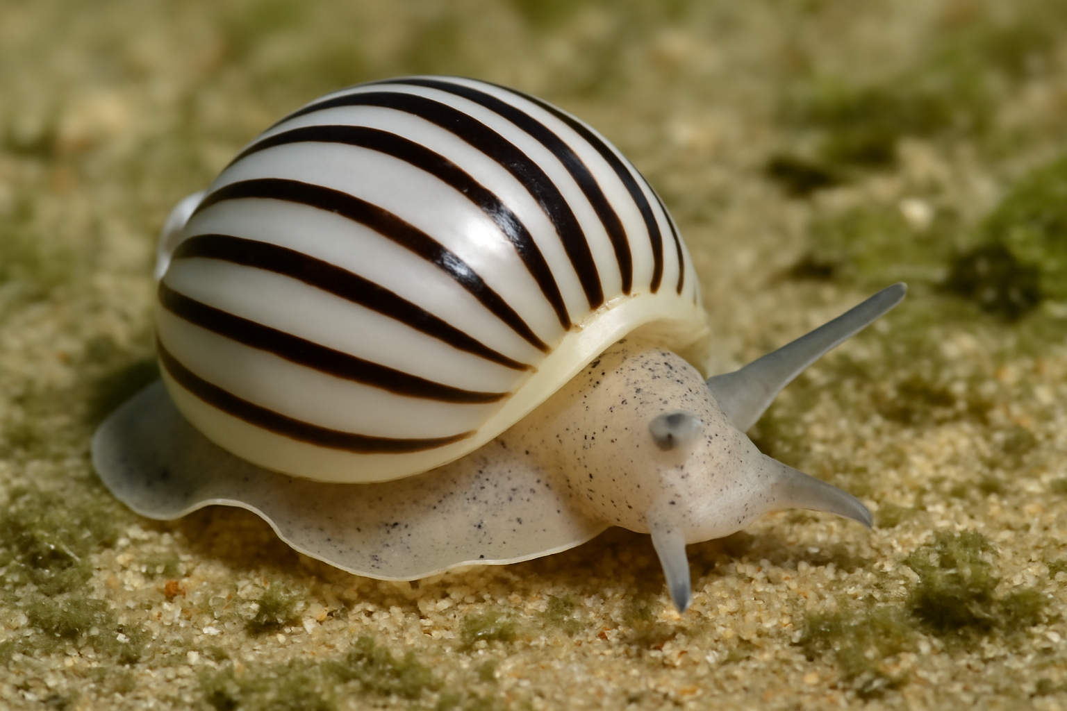 Striped Bubble Snail