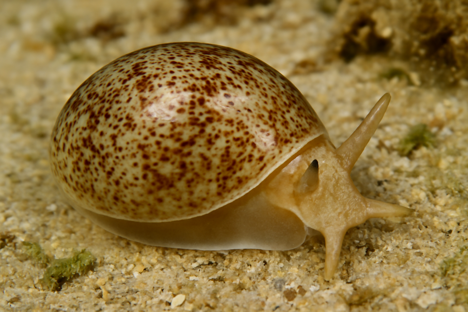 Keeled Haminoea