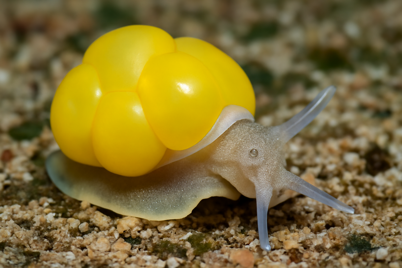 Lemon Bubble Snail