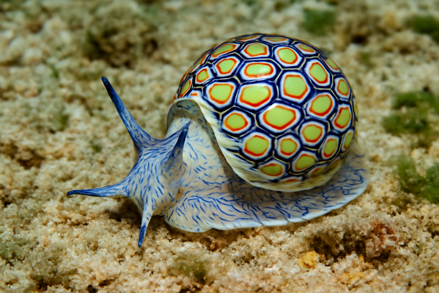 Ornate Bubble Shell