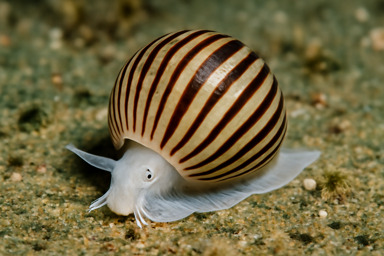 Striped Paper Bubble