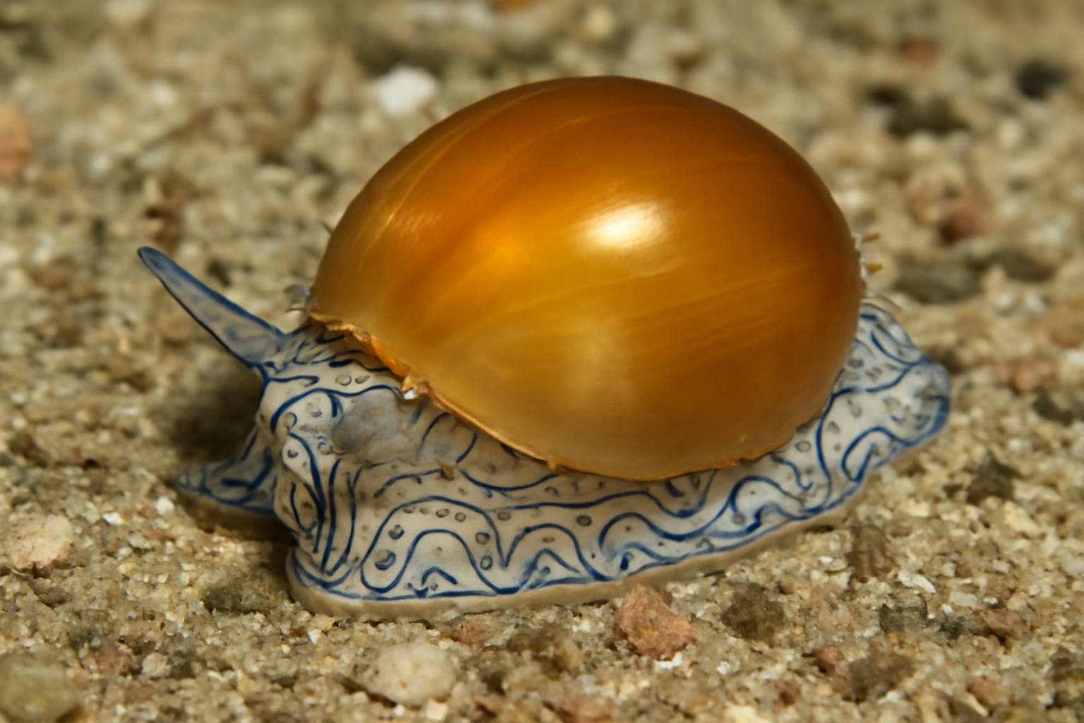 Amber Bubble Shell