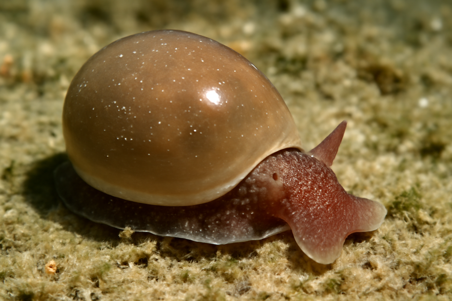 Oval Bubble Snail