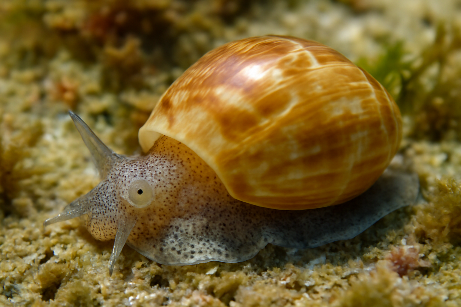 Mediterranean Bubble Snail