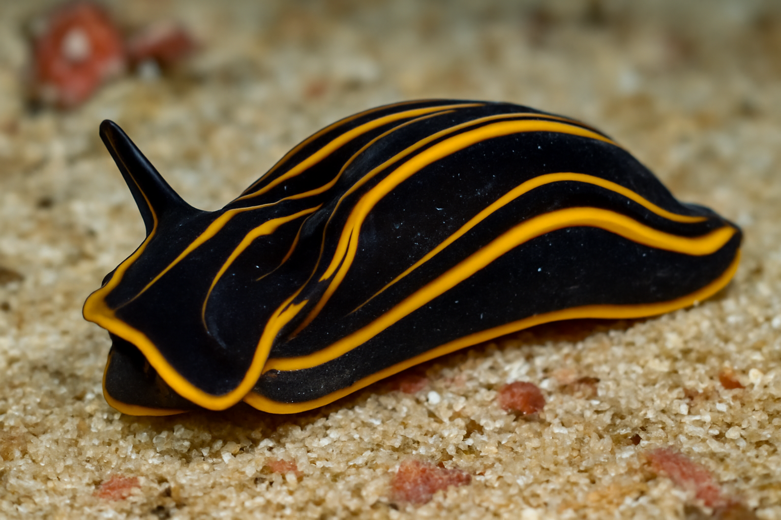 Agassiz's Philinopsis
