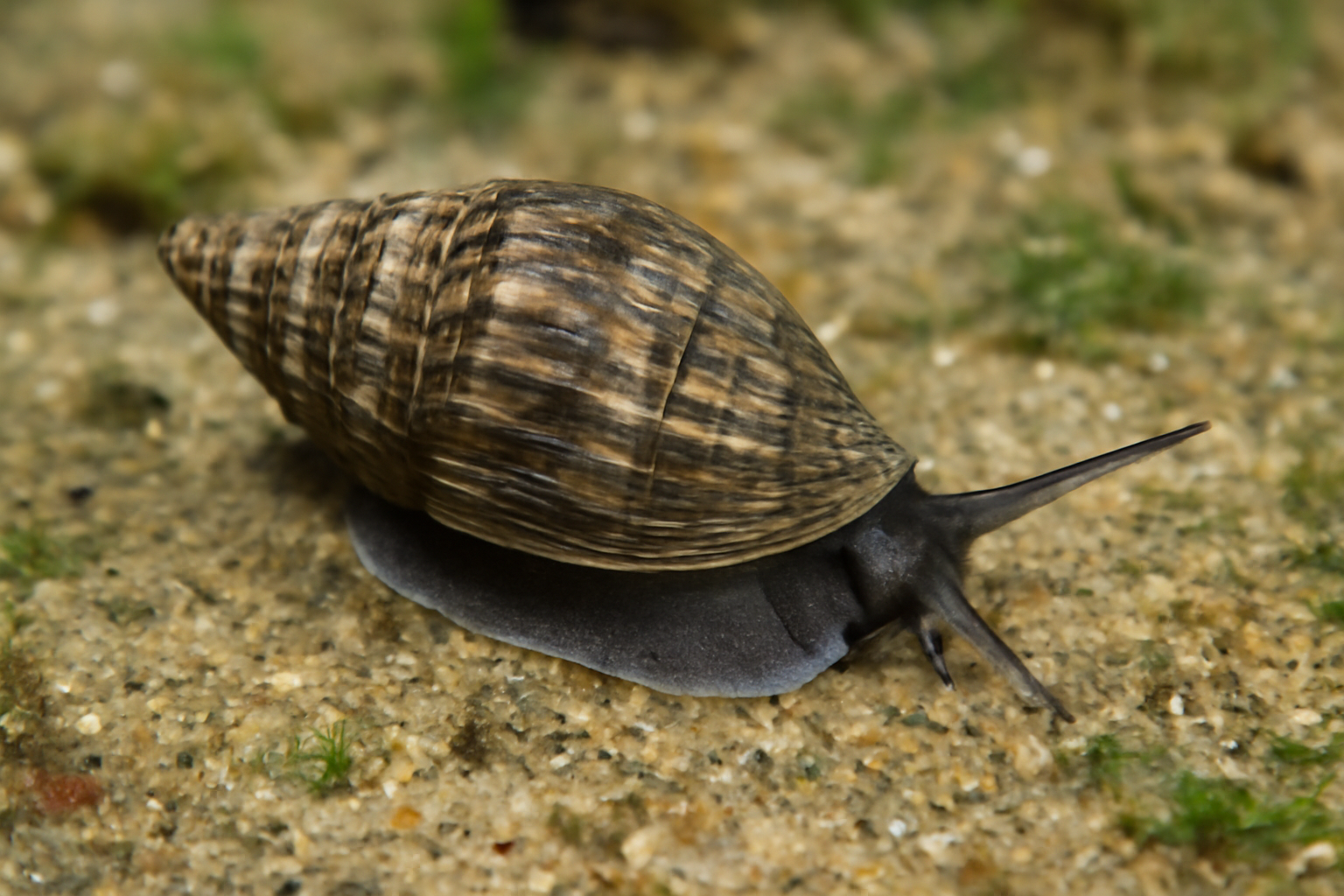 Korean mud snail
