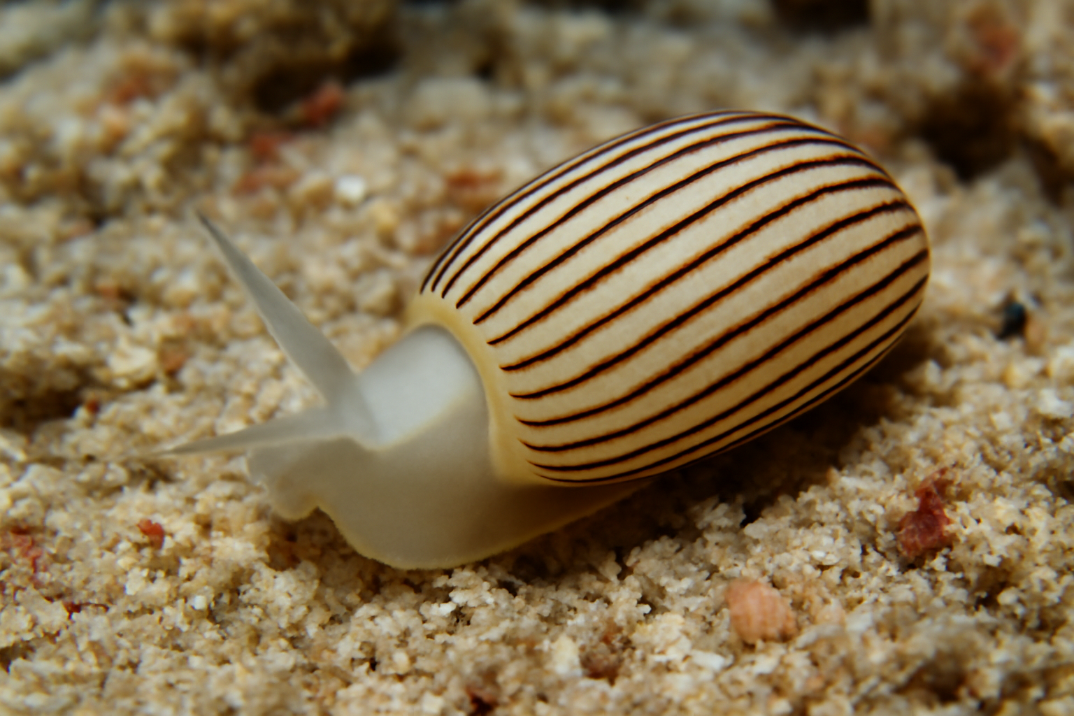 Atys cylindrica