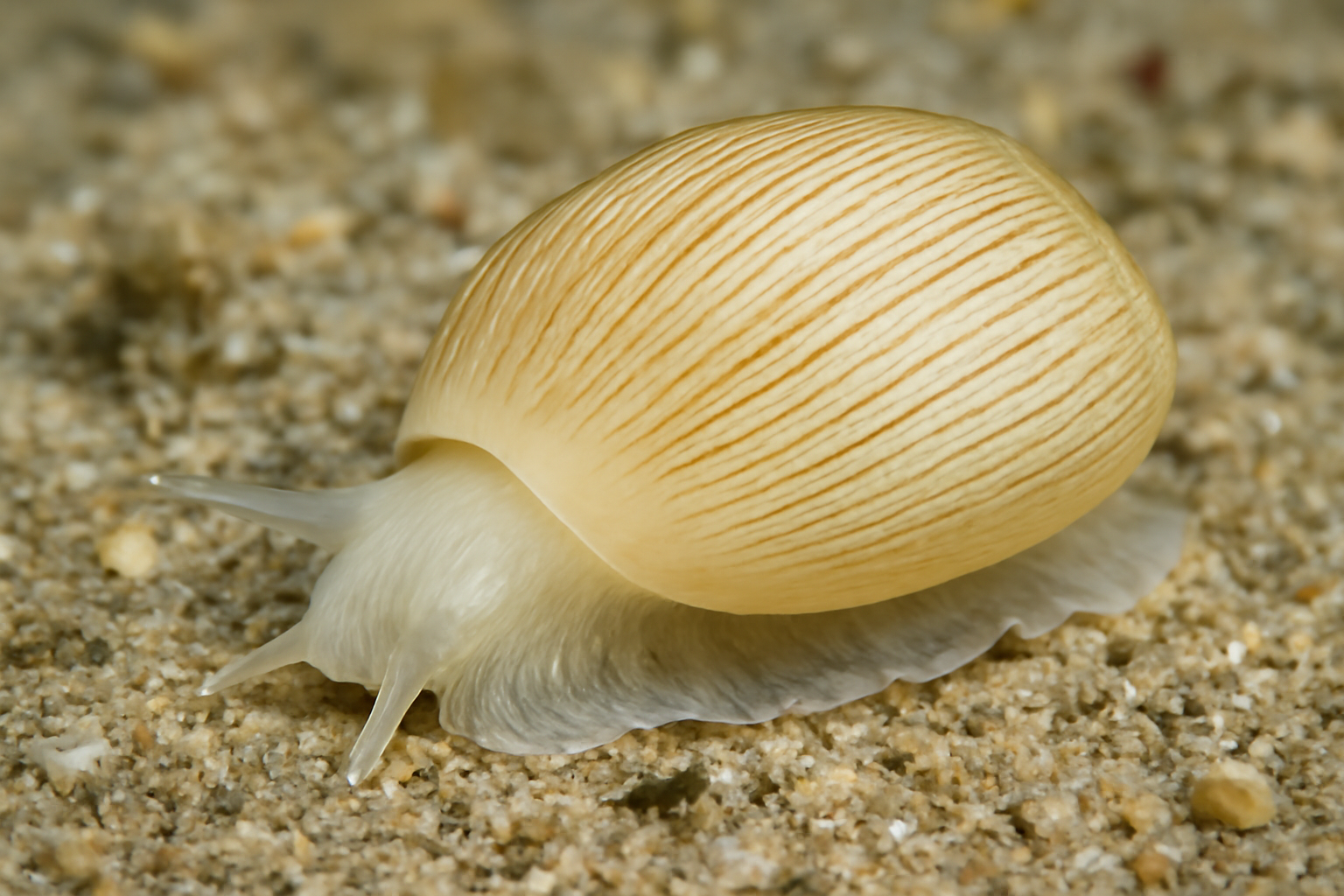 Atys semistriata