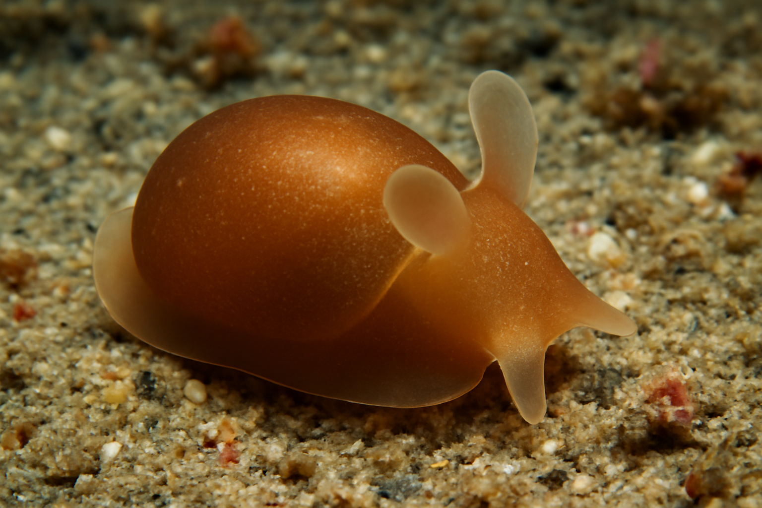 Brown diaphana