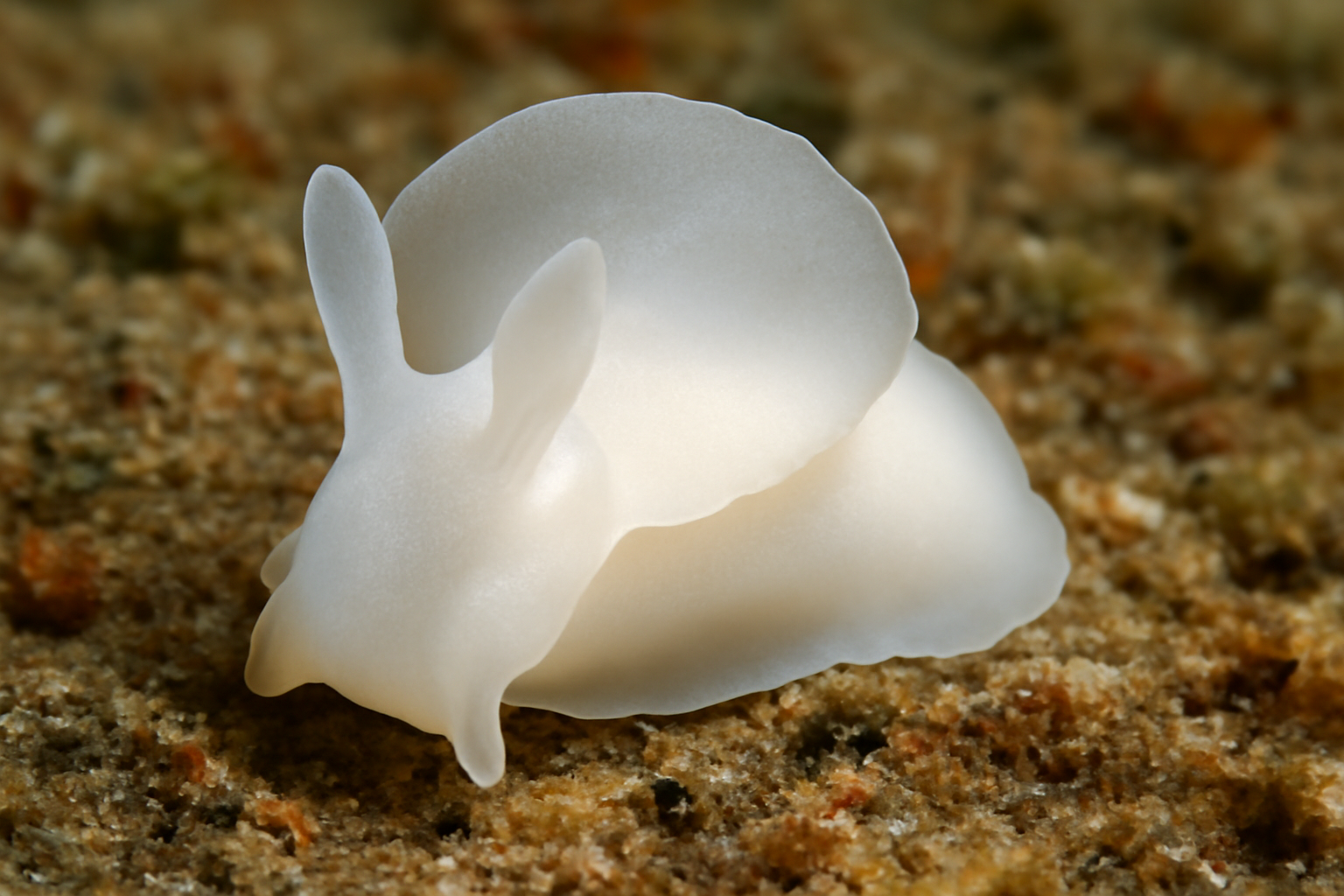 White diaphana