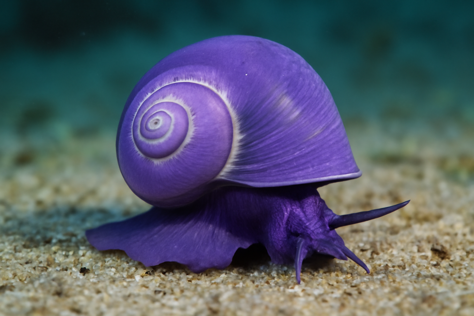 Purple Sea Snail