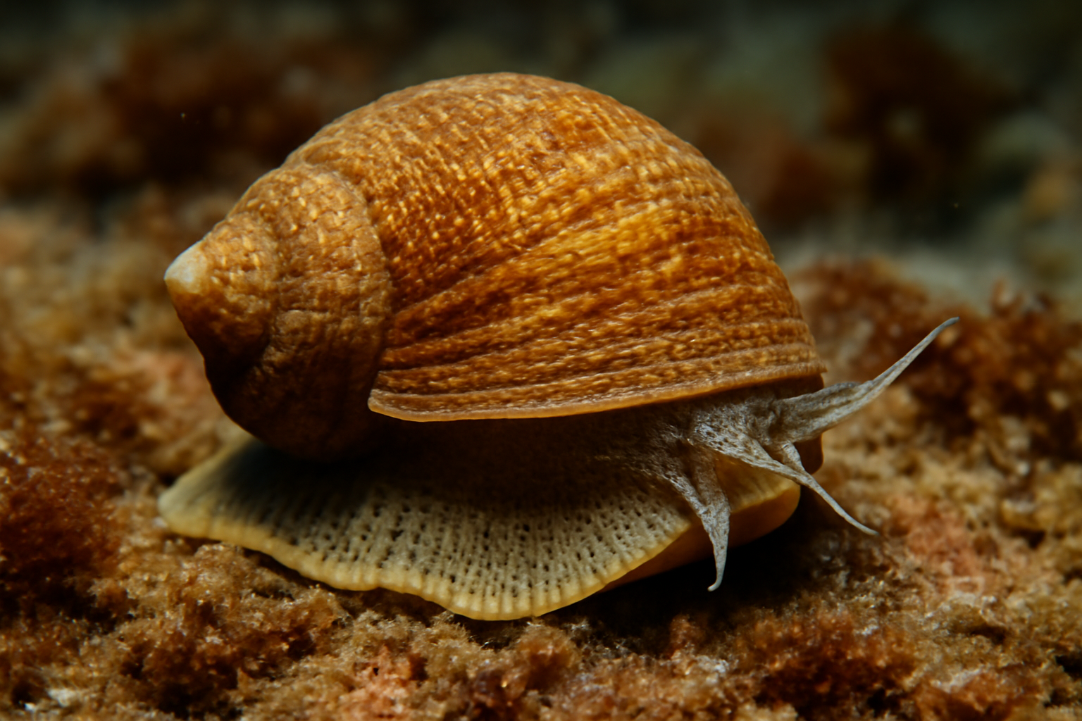 Thick Shell Sea Snail