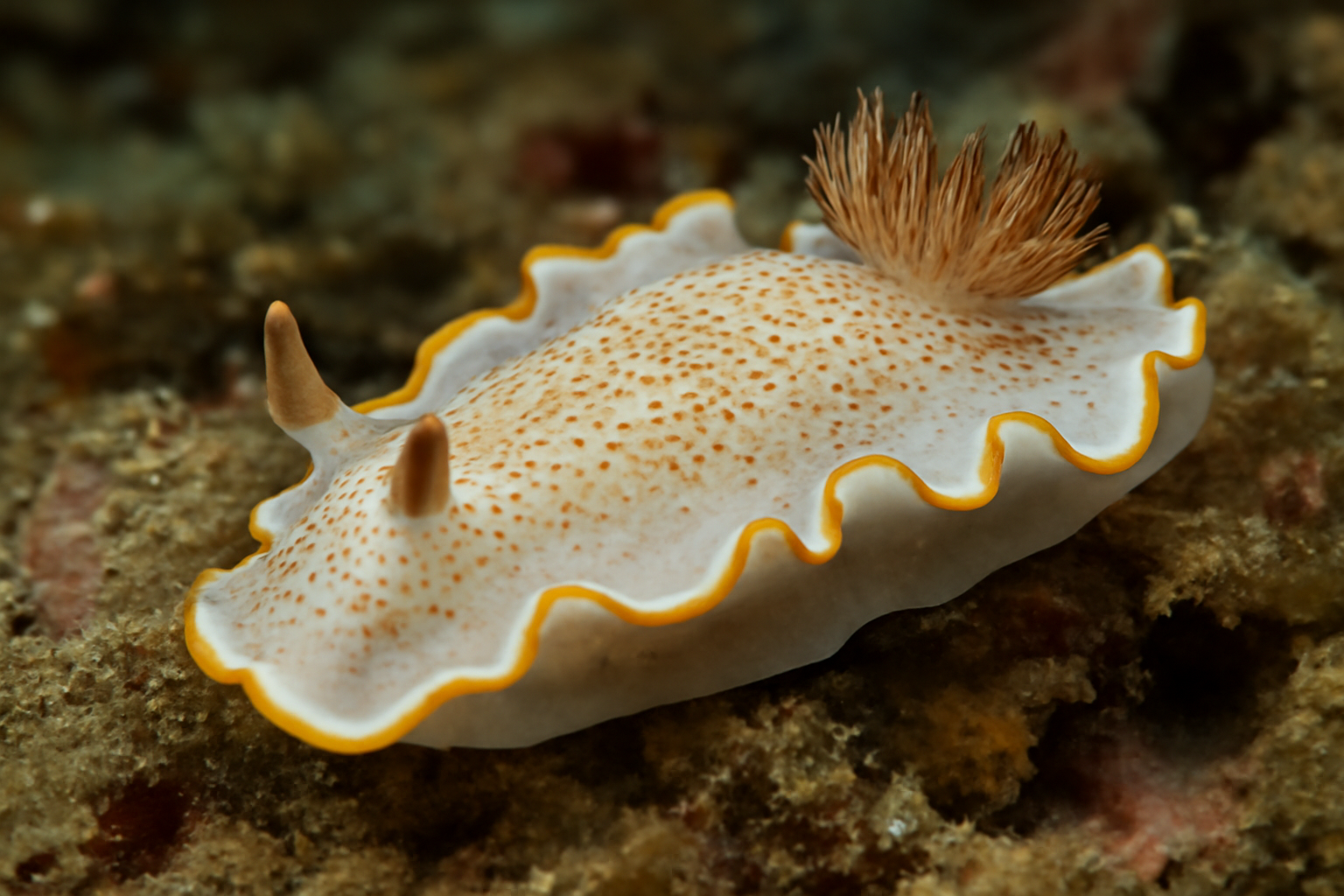 Newnesia mollusk