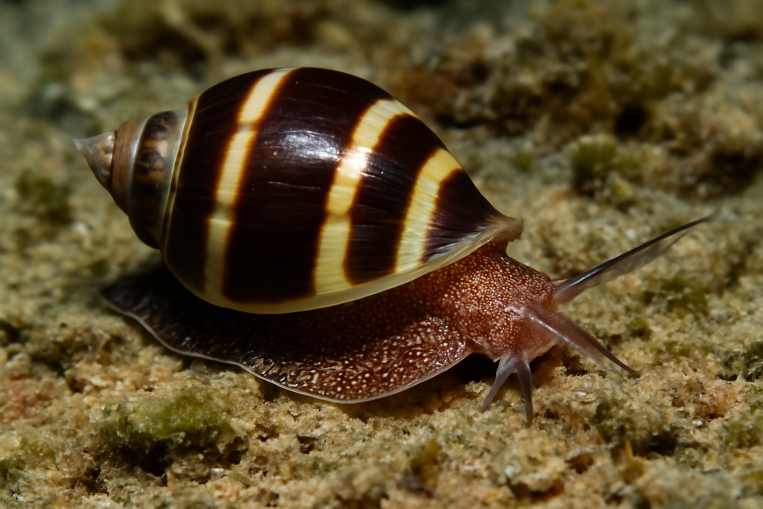 Newnesia sea snail
