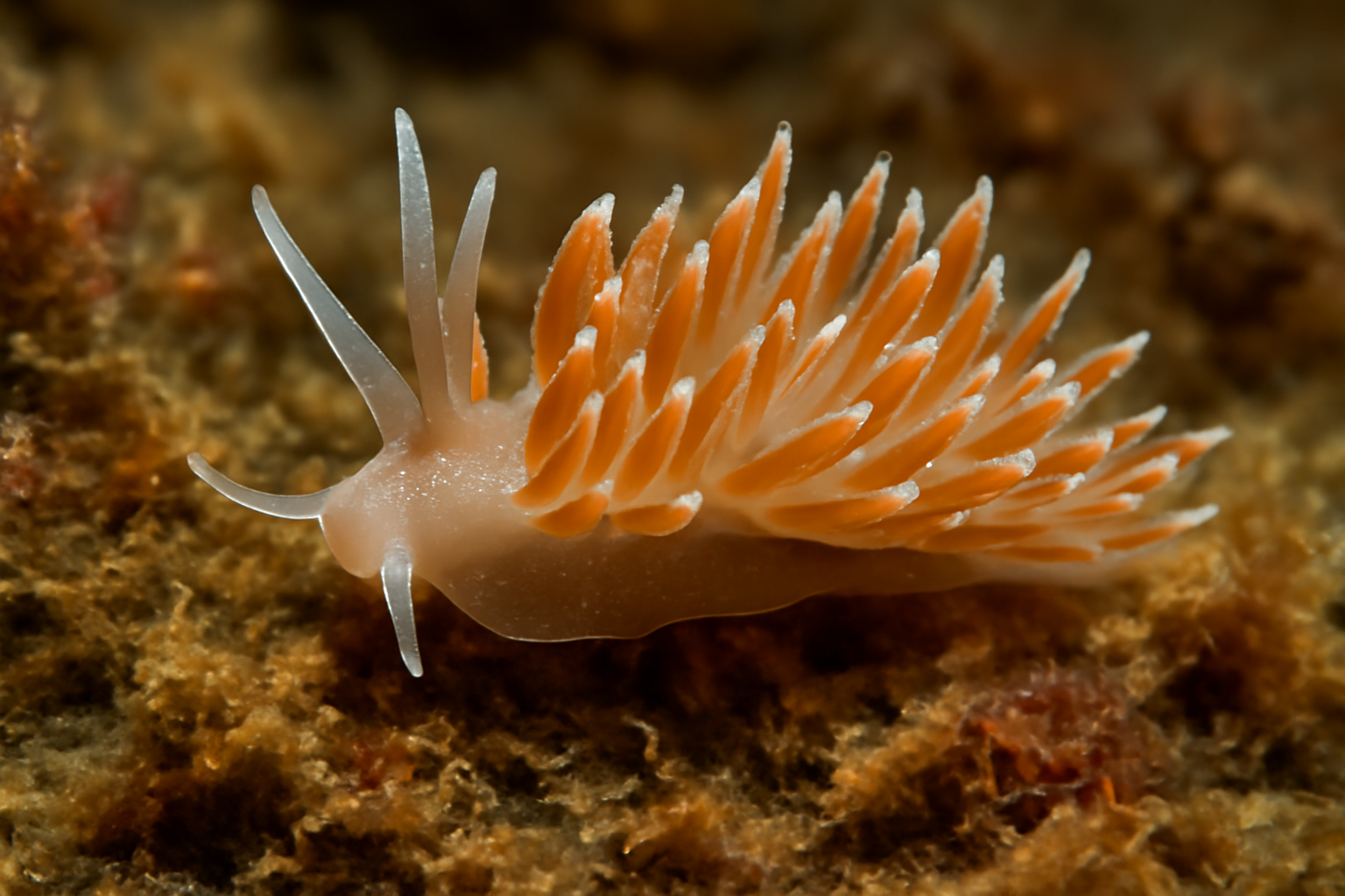 Amphorina sea slug