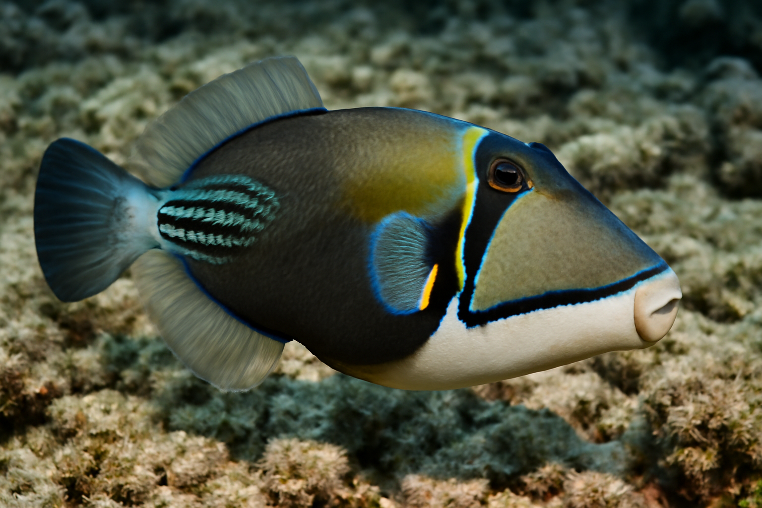 Liloa's Triggerfish
