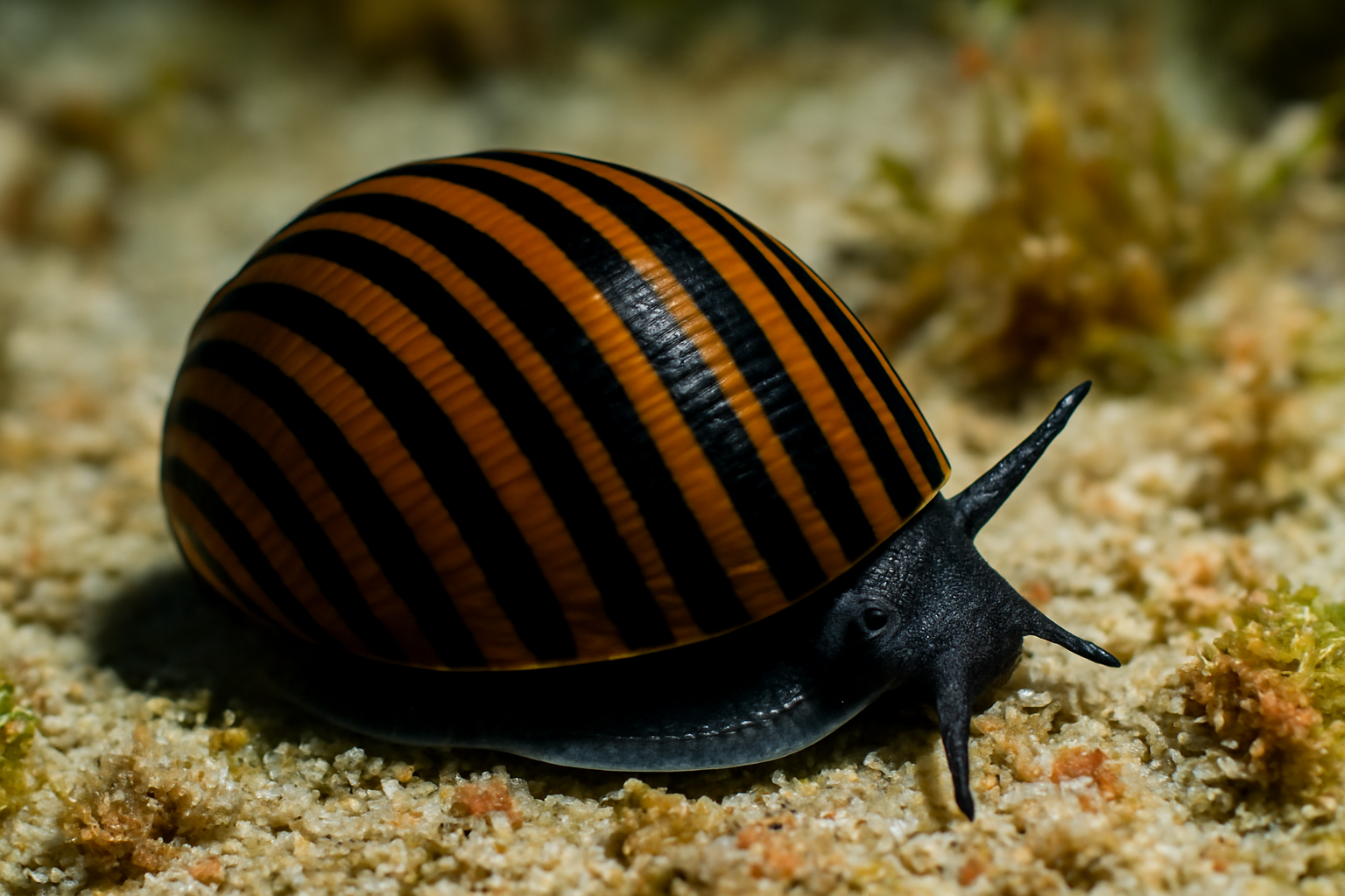 Black-Striped Snail