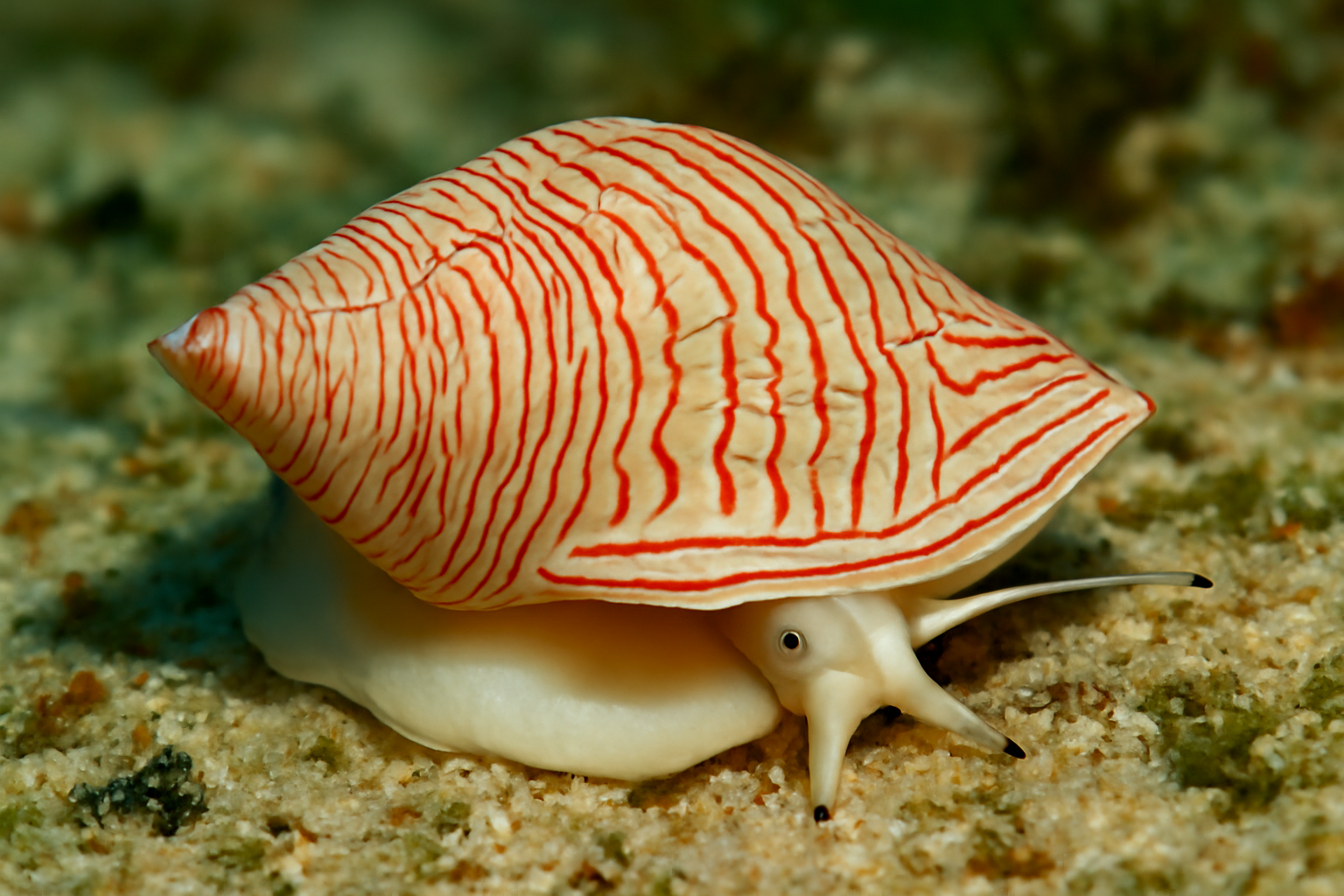 Red-Lined Snail
