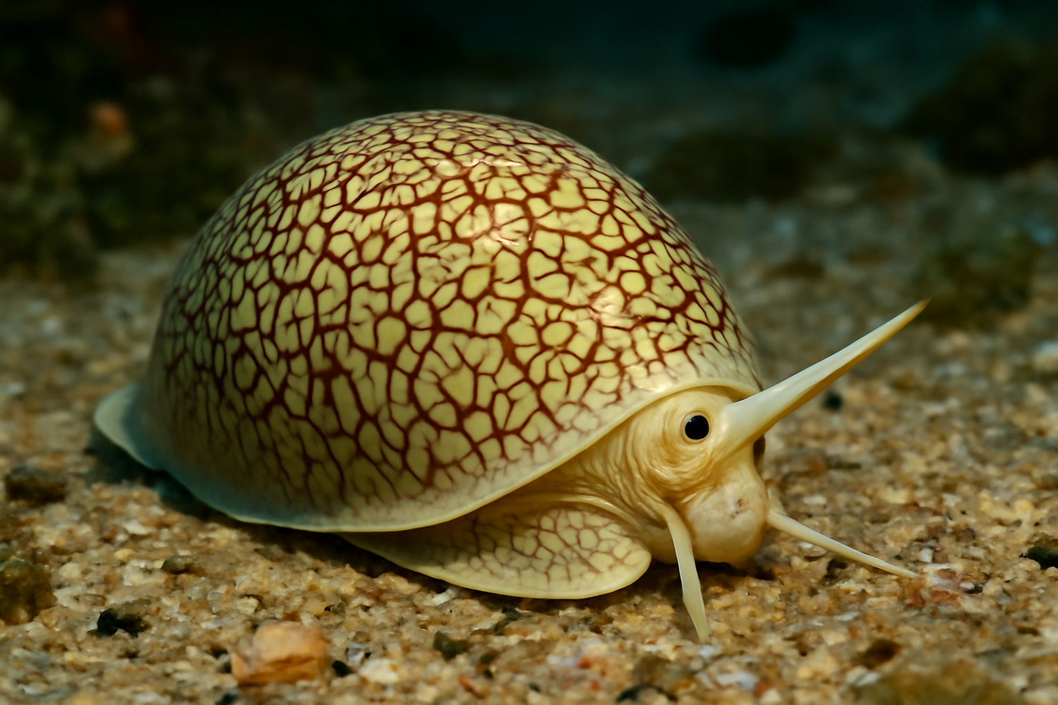 Reticulated Snail
