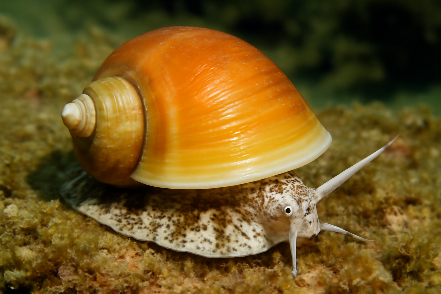 Samoa Snail