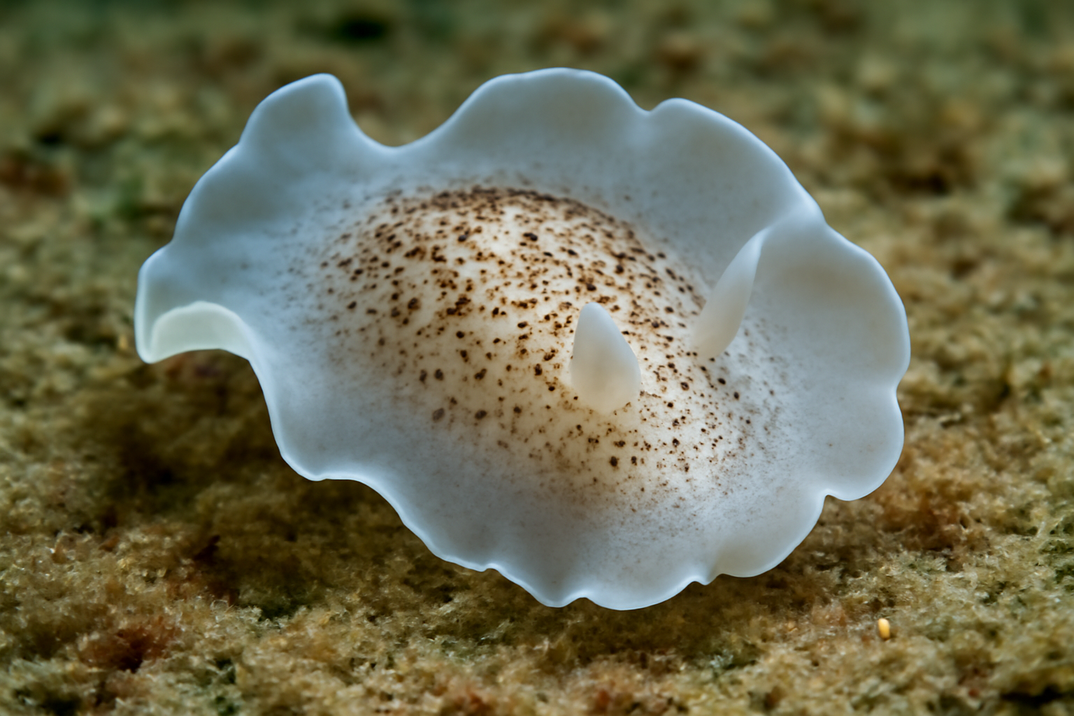 Smooth Vellicolla
