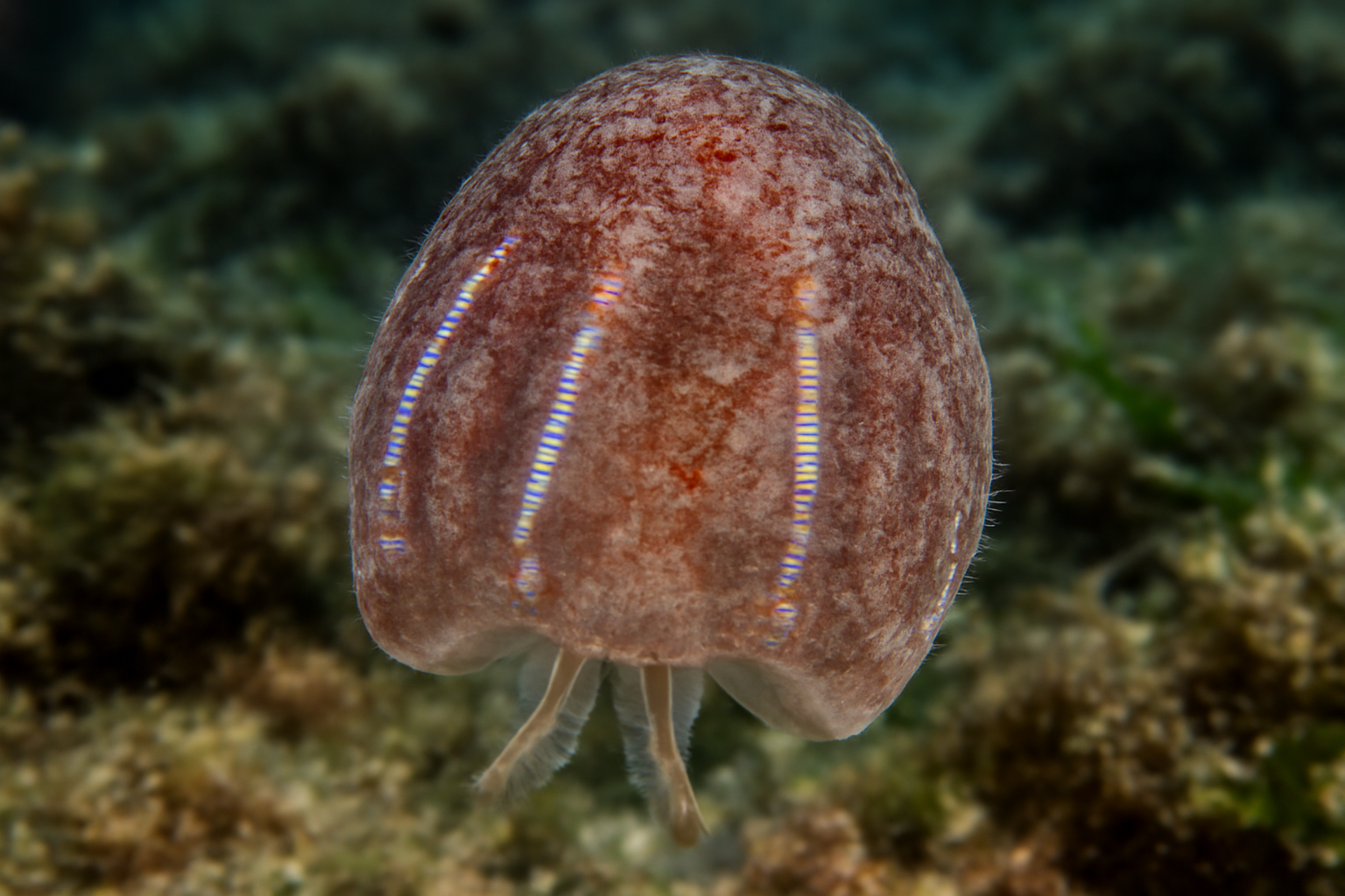 Rough Vellicolla