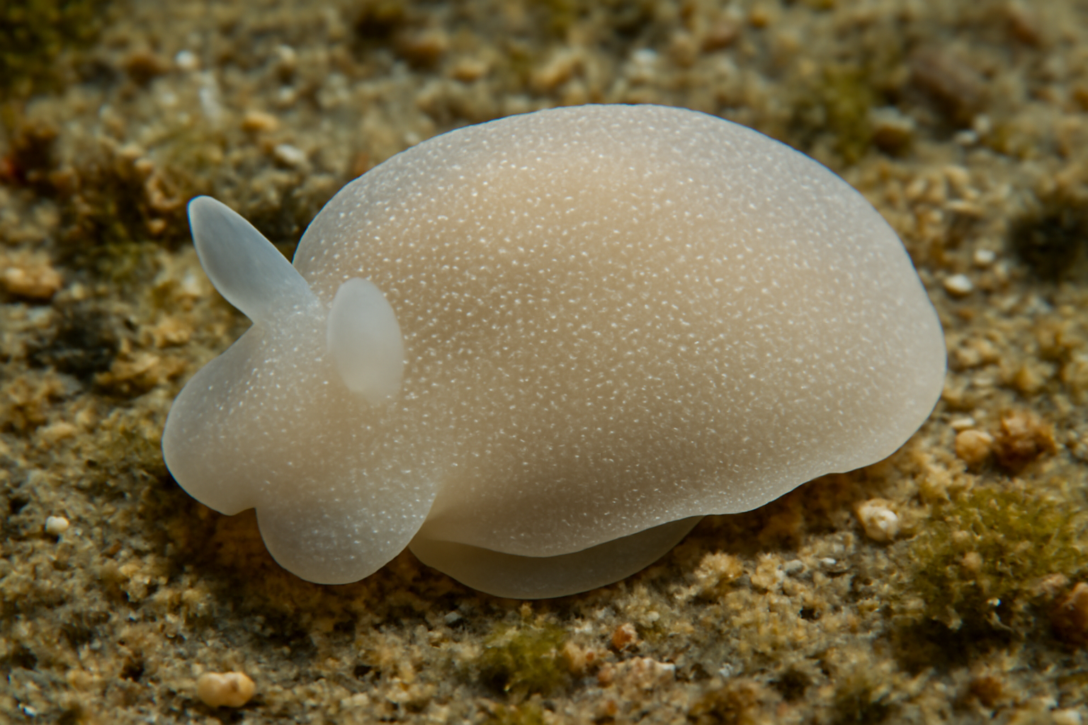 Atlantic Philine