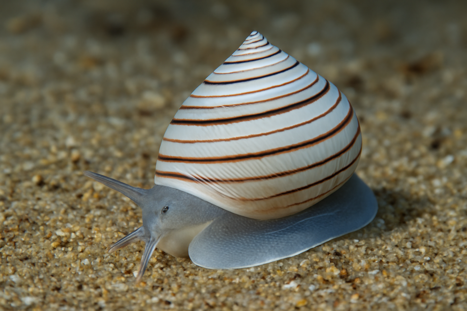 Pyramid Bubble Shell