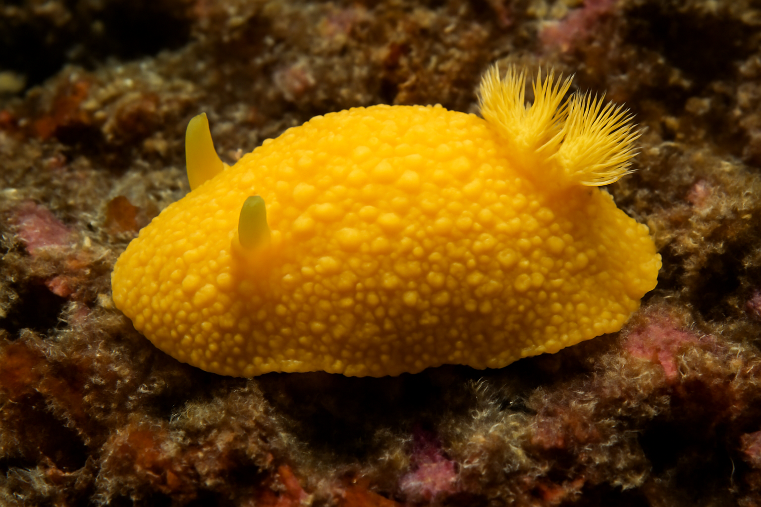 Common Sea Lemon
