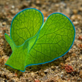 Heart-leaf Poison
