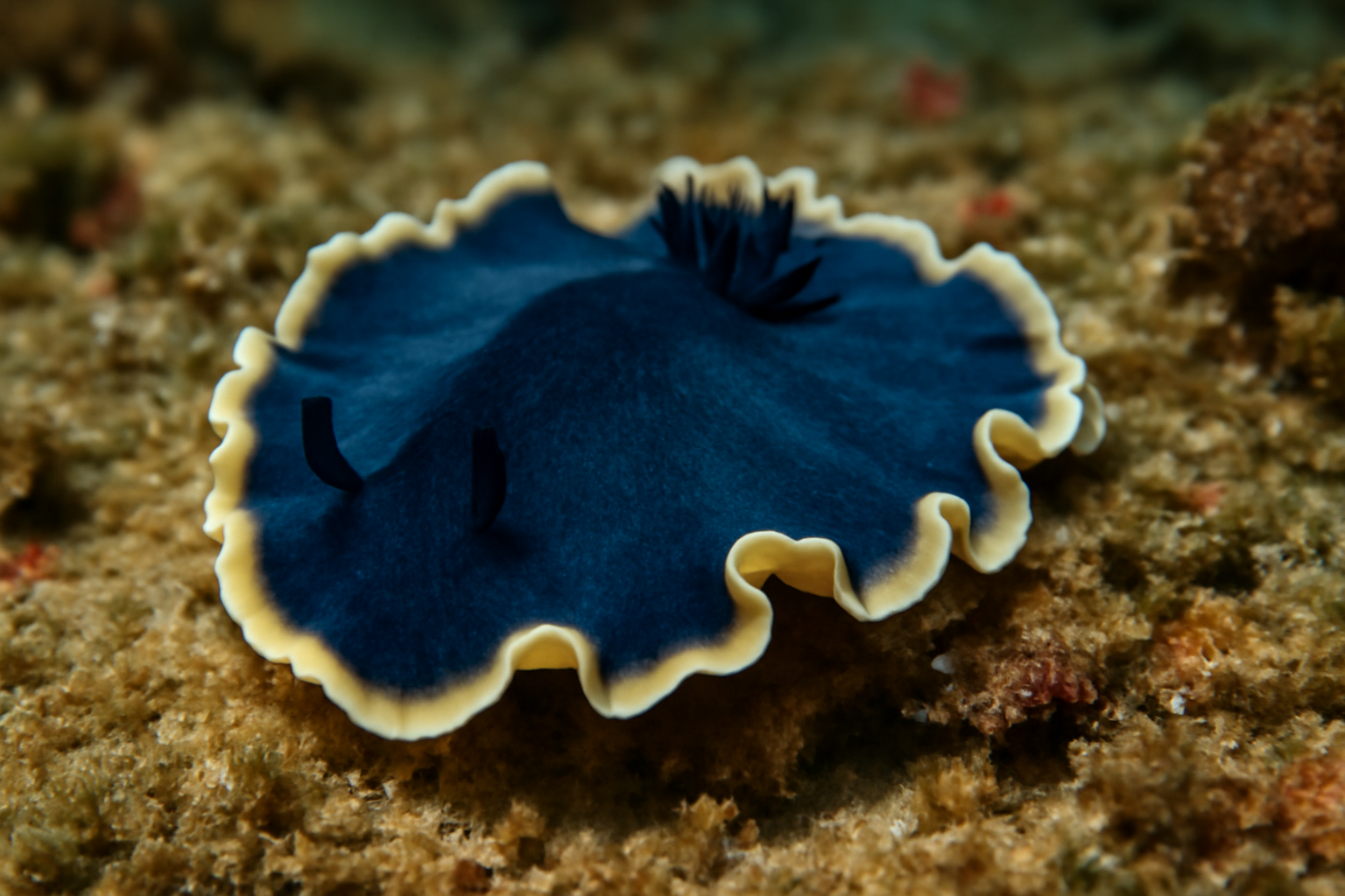 Flat-leaf Poison