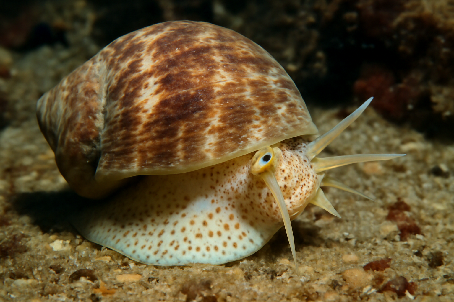 Sea Snail
