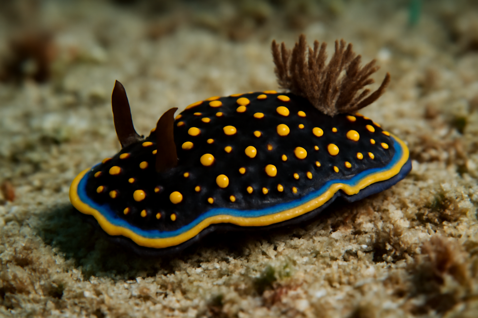 Sea Slug