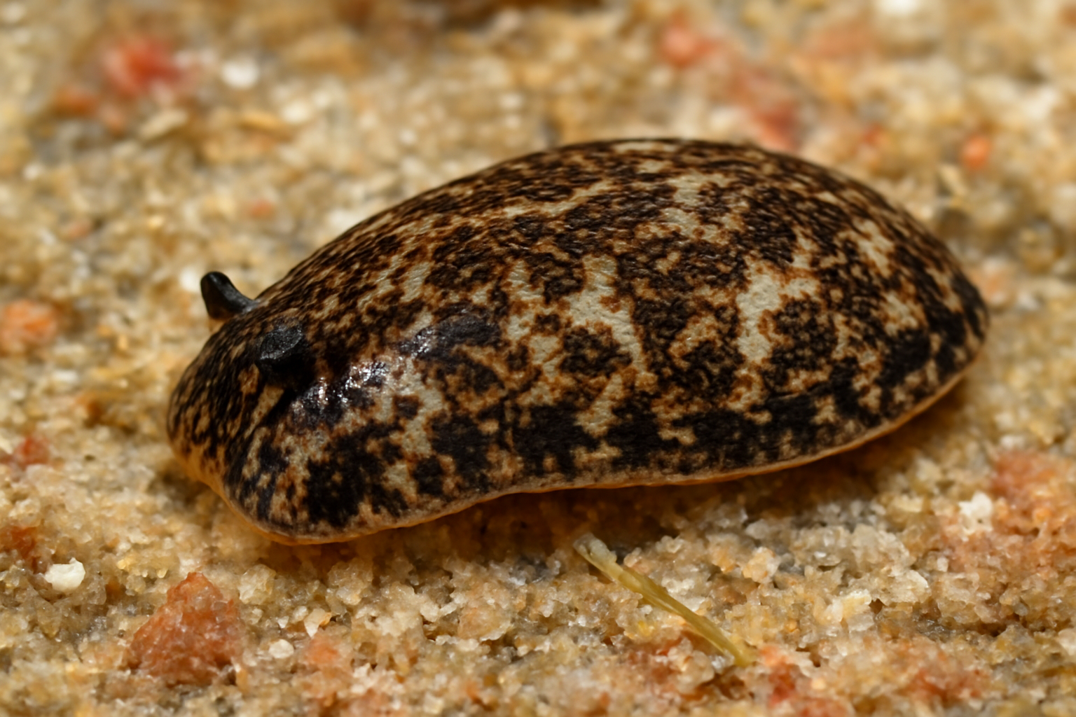 Marbled Runcina