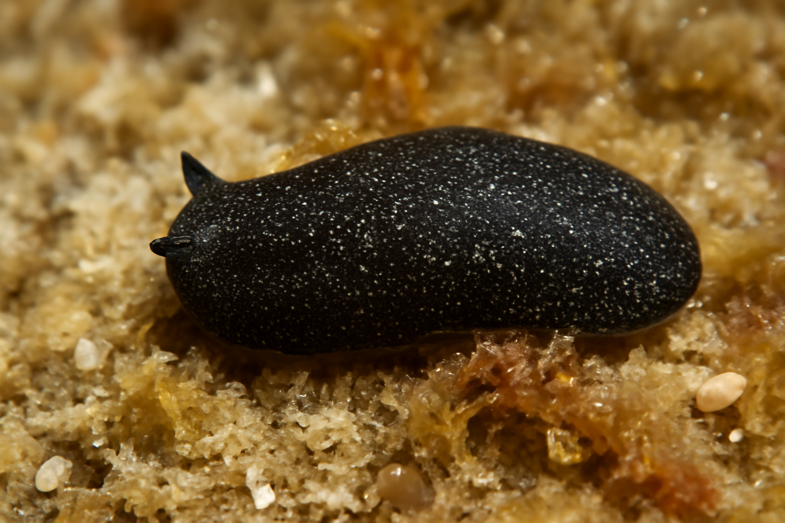 Common Runcina