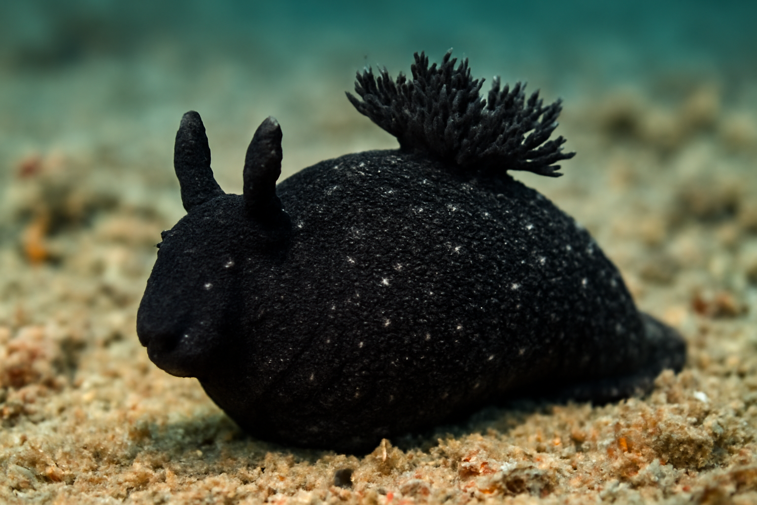 Black Sheep