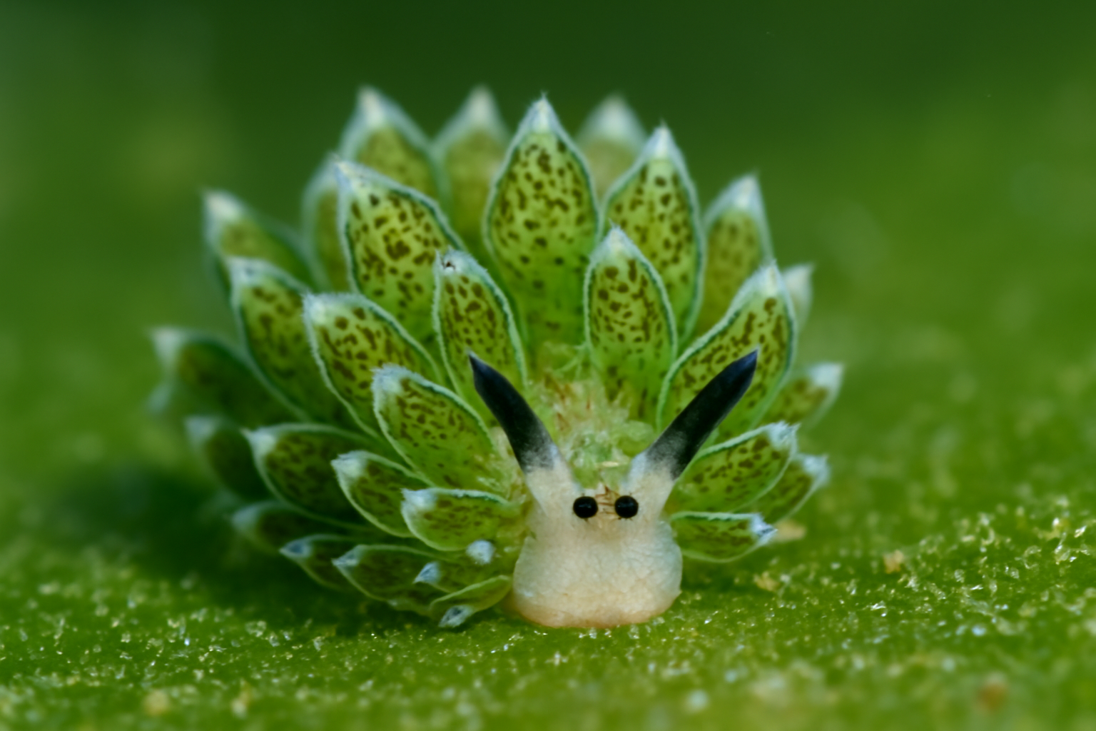 Costasiella ocellifera