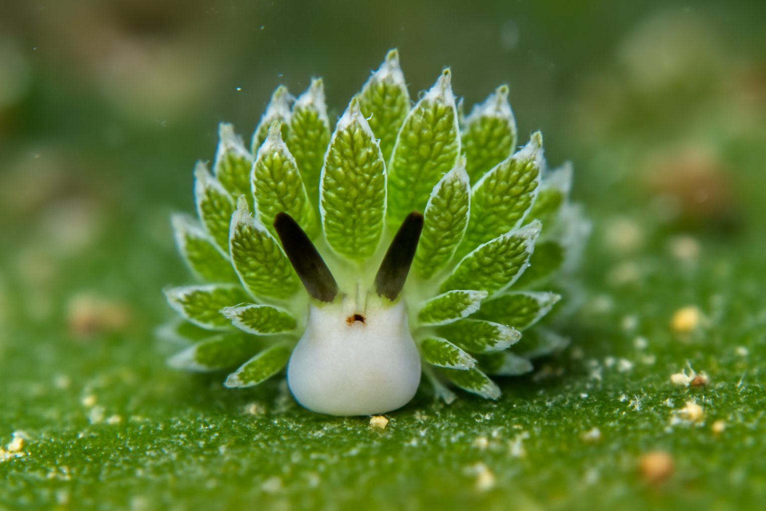 Costasiella usagi