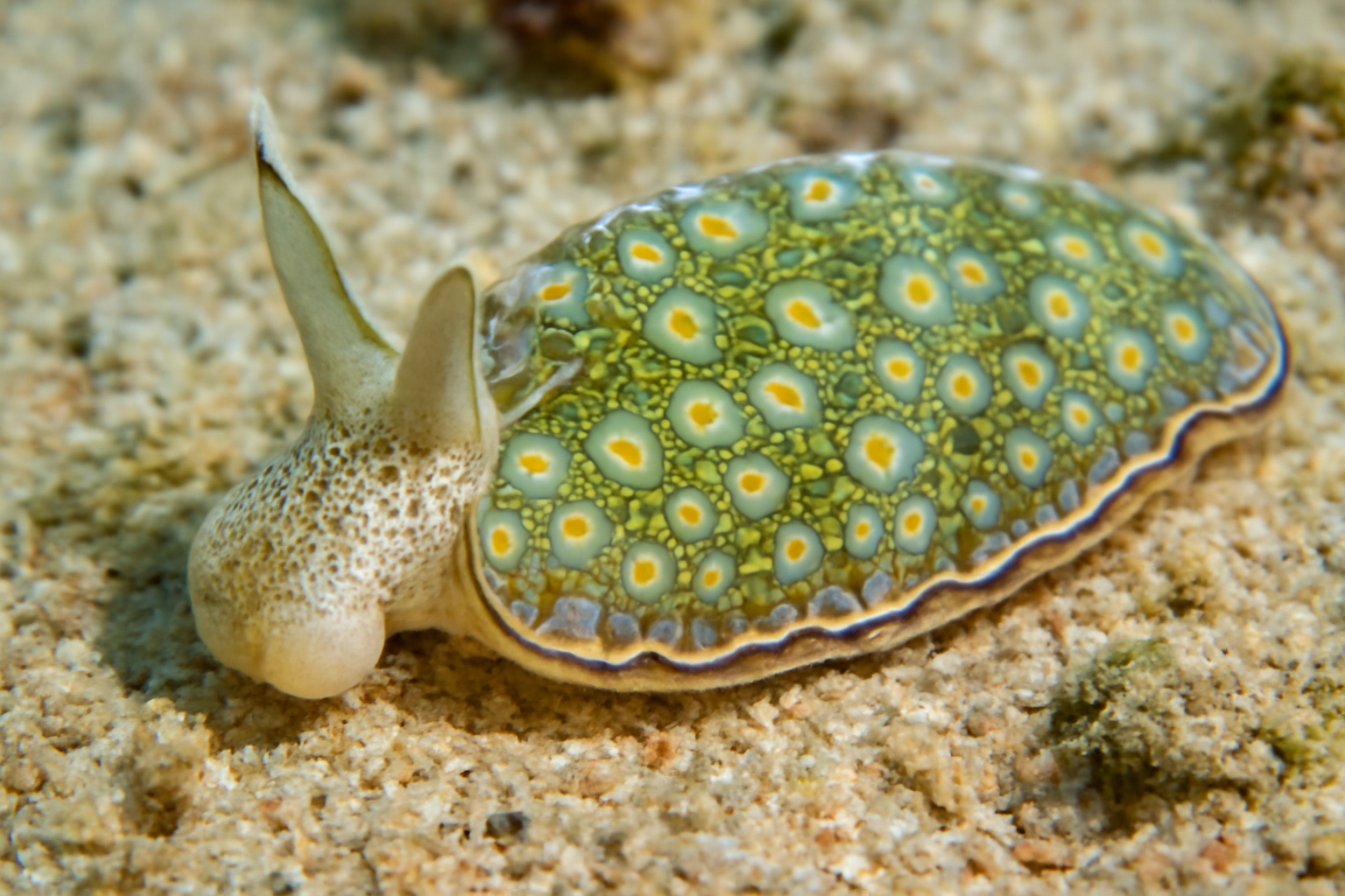 Plakobranchus ocellatus