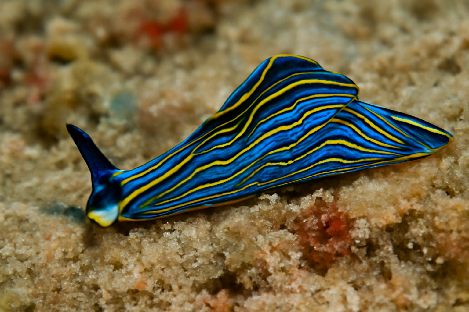 Gracile Thuridilla