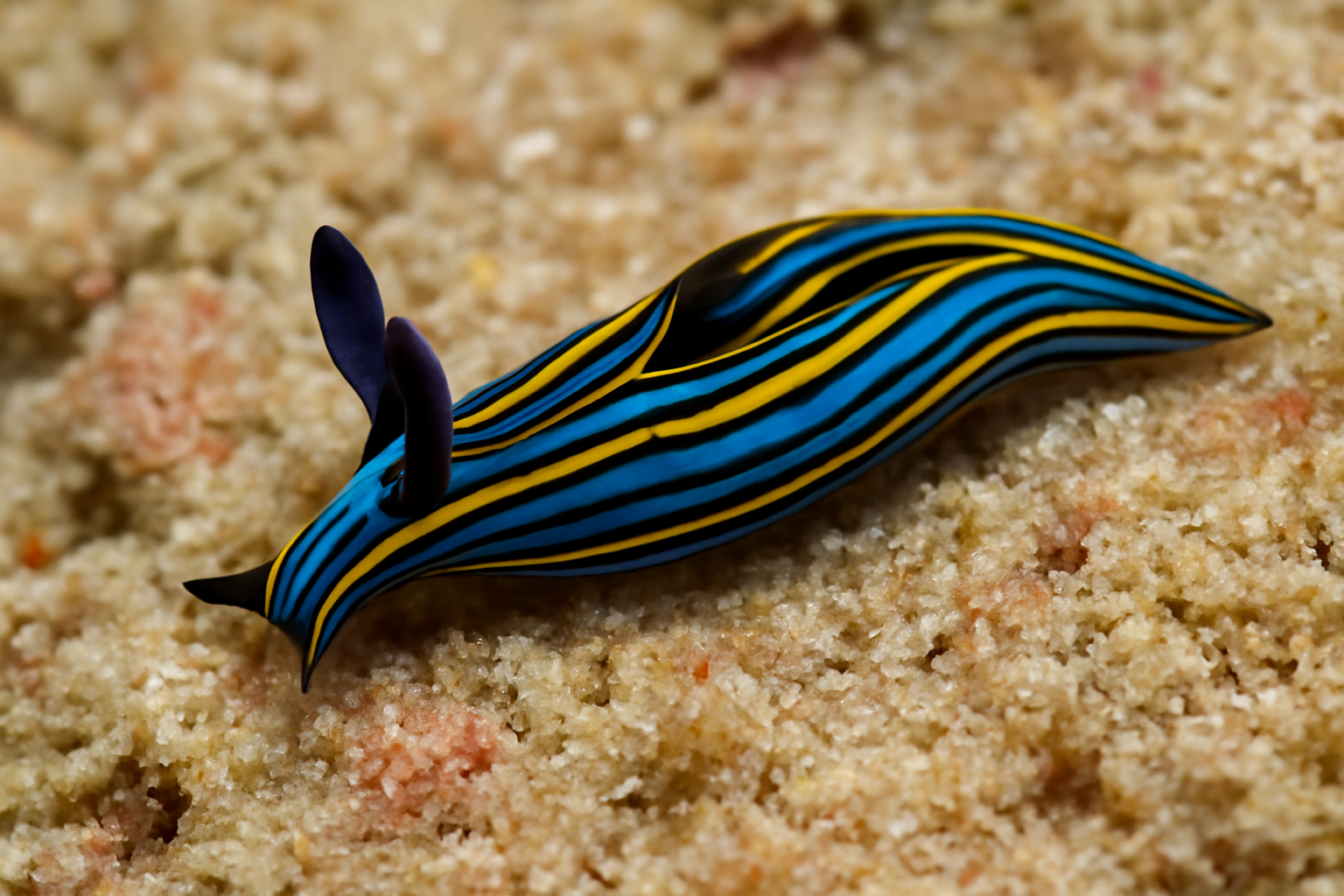 Caribbean Thuridilla
