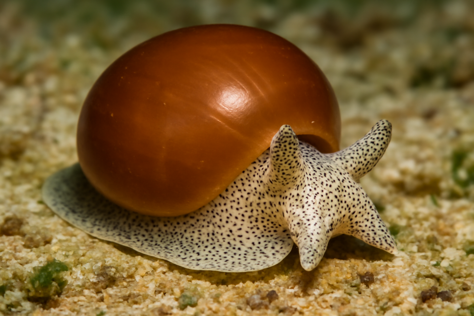 Bubble Snail