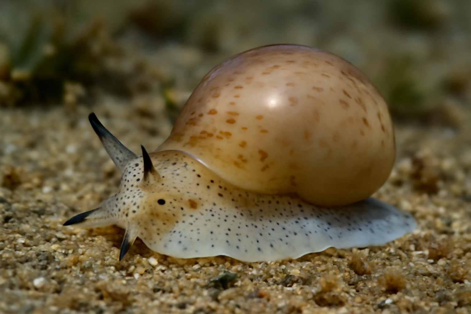 New Zealand Bubble Snail