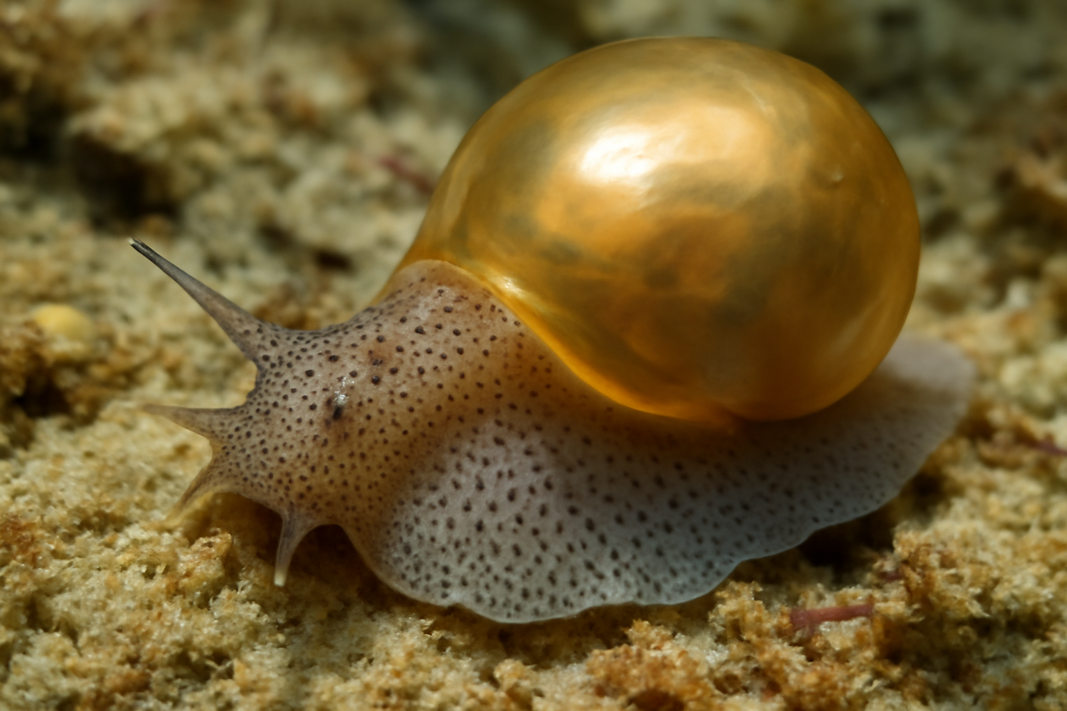 South African Bubble Snail