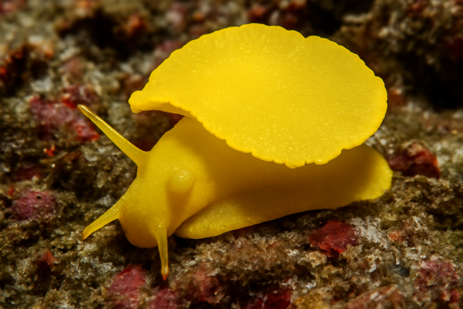 Yellow Umbrella Slug