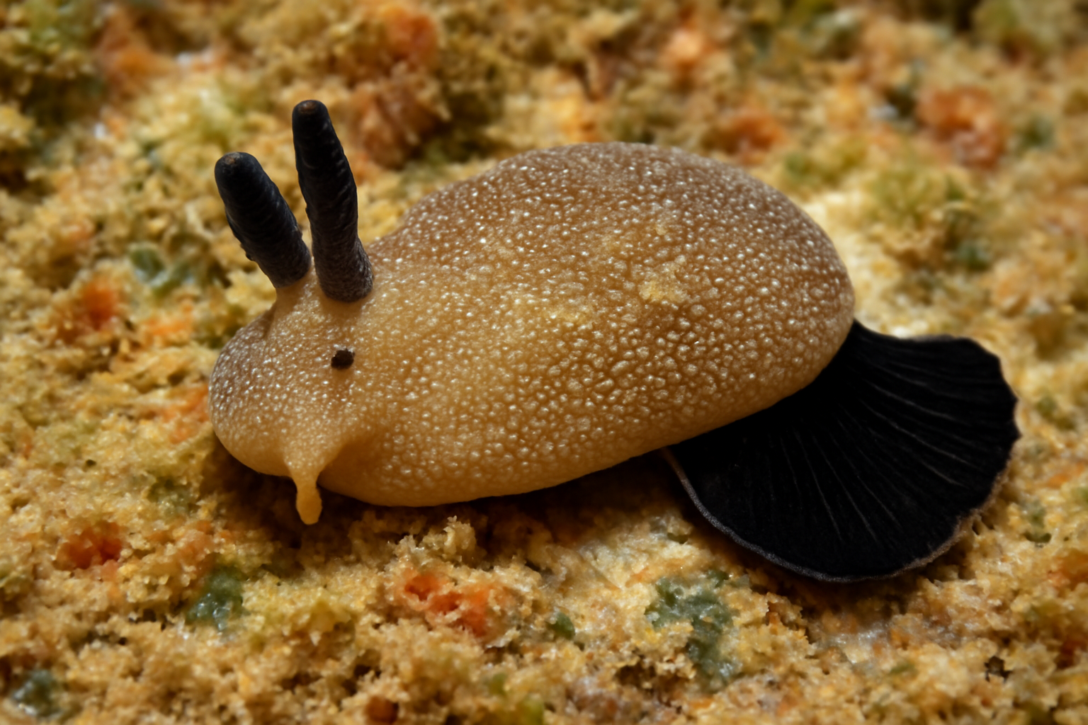 Black-tailed Sea Slug